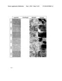 PROTECTION FROM LETHAL IRRADIATION WITH MESENCHYMAL STROMAL CELLS diagram and image