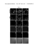 TESTIS SOMATIC CELL-DERIVED PLURIPOTENT STEM CELLS, METHOD FOR PRODUCING     SAME, AND PHARMACEUTICAL COMPOSITION FOR IMPOTENCE TREATMENT INCLUDING     SAME diagram and image