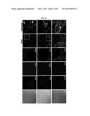 TESTIS SOMATIC CELL-DERIVED PLURIPOTENT STEM CELLS, METHOD FOR PRODUCING     SAME, AND PHARMACEUTICAL COMPOSITION FOR IMPOTENCE TREATMENT INCLUDING     SAME diagram and image