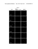 TESTIS SOMATIC CELL-DERIVED PLURIPOTENT STEM CELLS, METHOD FOR PRODUCING     SAME, AND PHARMACEUTICAL COMPOSITION FOR IMPOTENCE TREATMENT INCLUDING     SAME diagram and image