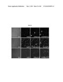 TESTIS SOMATIC CELL-DERIVED PLURIPOTENT STEM CELLS, METHOD FOR PRODUCING     SAME, AND PHARMACEUTICAL COMPOSITION FOR IMPOTENCE TREATMENT INCLUDING     SAME diagram and image