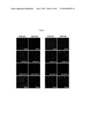 TESTIS SOMATIC CELL-DERIVED PLURIPOTENT STEM CELLS, METHOD FOR PRODUCING     SAME, AND PHARMACEUTICAL COMPOSITION FOR IMPOTENCE TREATMENT INCLUDING     SAME diagram and image