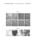 TESTIS SOMATIC CELL-DERIVED PLURIPOTENT STEM CELLS, METHOD FOR PRODUCING     SAME, AND PHARMACEUTICAL COMPOSITION FOR IMPOTENCE TREATMENT INCLUDING     SAME diagram and image