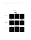 TESTIS SOMATIC CELL-DERIVED PLURIPOTENT STEM CELLS, METHOD FOR PRODUCING     SAME, AND PHARMACEUTICAL COMPOSITION FOR IMPOTENCE TREATMENT INCLUDING     SAME diagram and image