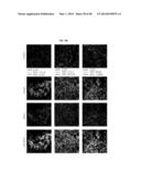 TESTIS SOMATIC CELL-DERIVED PLURIPOTENT STEM CELLS, METHOD FOR PRODUCING     SAME, AND PHARMACEUTICAL COMPOSITION FOR IMPOTENCE TREATMENT INCLUDING     SAME diagram and image