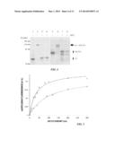 RECOMBINANT FACTOR VIII HAVING ENHANCED STABILITY FOLLOWING MUTATION AT     THE A1-C2 DOMAIN INTERFACE diagram and image