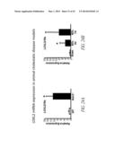 THERAPEUTIC AND DIAGNOSTIC METHODS RELATED TO LYSYL OXIDASE-LIKE 2 (LOXL2) diagram and image