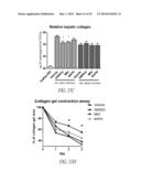 THERAPEUTIC AND DIAGNOSTIC METHODS RELATED TO LYSYL OXIDASE-LIKE 2 (LOXL2) diagram and image