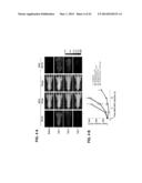 PHOTOSENSITIZING ANTIBODY-FLUOROPHORE CONJUGATES diagram and image