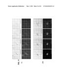 PHOTOSENSITIZING ANTIBODY-FLUOROPHORE CONJUGATES diagram and image