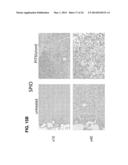 PHOTOSENSITIZING ANTIBODY-FLUOROPHORE CONJUGATES diagram and image