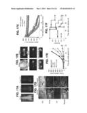 PHOTOSENSITIZING ANTIBODY-FLUOROPHORE CONJUGATES diagram and image