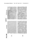 PHOTOSENSITIZING ANTIBODY-FLUOROPHORE CONJUGATES diagram and image