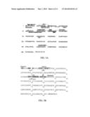 COMPOSITIONS AND METHODS FOR EXOSOME TARGETED EXPRESSION diagram and image