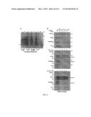 COMPOSITIONS AND METHODS FOR EXOSOME TARGETED EXPRESSION diagram and image