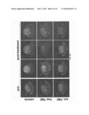 TARGETED LIPOSOMES diagram and image