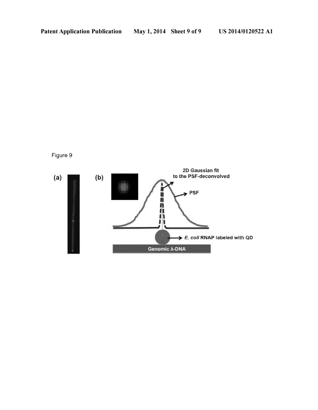 NANOFLUIDIC DEVICES FOR SINGLE-MOLECULE ANALYSIS OF PROTEIN-DNA COMPLEX - diagram, schematic, and image 10