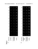 Photocrosslinkable Peptide-MHC Complexes for Antigen-Specific T Cells and     Methods of Using the Same diagram and image