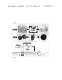 METHODS FOR MODULATING EMBRYONIC STEM CELL DIFFERENTIATION diagram and image