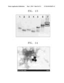 NUCLEIC ACID STRUCTURE COMPLEX INCLUDING NUCLEIC ACIDS, RAMAN-ACTIVE     MOLECULES, AND METAL PARTICLES, METHOD OF PREPARING THE SAME, AND METHOD     OF DETECTING TARGET MATERIAL BY USING THE NUCLEIC ACID STRUCTURE COMPLEX diagram and image