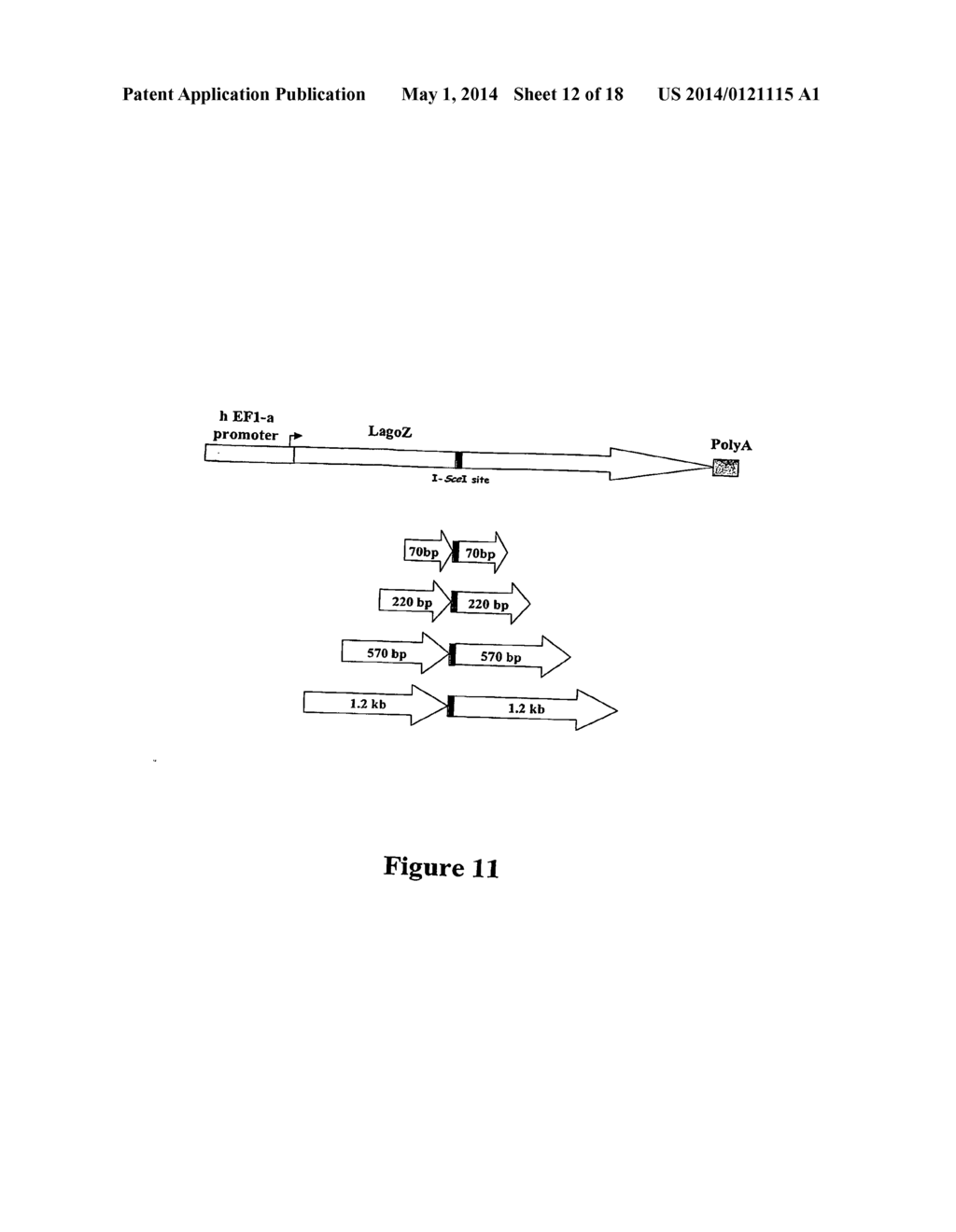 CUSTOM-MADE MEGANUCLEASE AND USE THEREOF - diagram, schematic, and image 13