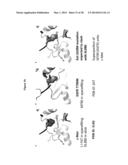 METHODS OF DETECTING AXL AND GAS6 IN CANCER PATIENTS diagram and image