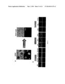 Alkylamino BODIPY Dyes As Selective Fluorescent Probes For Proteins And     Mouse Embryonic Stem Cells diagram and image