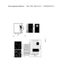 Alkylamino BODIPY Dyes As Selective Fluorescent Probes For Proteins And     Mouse Embryonic Stem Cells diagram and image