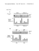 C-MYC ANTISENSE OLIGONUCLEOTIDES AND METHODS FOR USING THE SAME TO TREAT     CELL-PROLIFERATIVE DISORDERS diagram and image