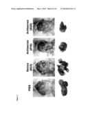 C-MYC ANTISENSE OLIGONUCLEOTIDES AND METHODS FOR USING THE SAME TO TREAT     CELL-PROLIFERATIVE DISORDERS diagram and image