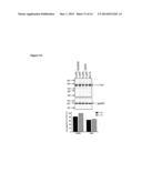 C-MYC ANTISENSE OLIGONUCLEOTIDES AND METHODS FOR USING THE SAME TO TREAT     CELL-PROLIFERATIVE DISORDERS diagram and image