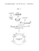 HUMANIZED ANTIBODY AND PROCESS FOR PREPARING SAME diagram and image