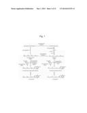 Transformed Plants Having Increased Beta-Carotene Levels, Increased     Half-Life and Bioavailability and Methods of Producing Such diagram and image