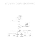 Transformed Plants Having Increased Beta-Carotene Levels, Increased     Half-Life and Bioavailability and Methods of Producing Such diagram and image