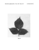 Raspberry plant named  Double Gold  diagram and image