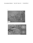 OXYGEN ATOM-DISPERSED METAL MATRIX COMPOSITE AND METHOD OF MANUFACTURING     THE SAME diagram and image