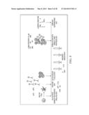 Antigen Presenting Cell Targeted Anti-Viral Vaccines diagram and image