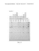 Antigen Presenting Cell Targeted Anti-Viral Vaccines diagram and image