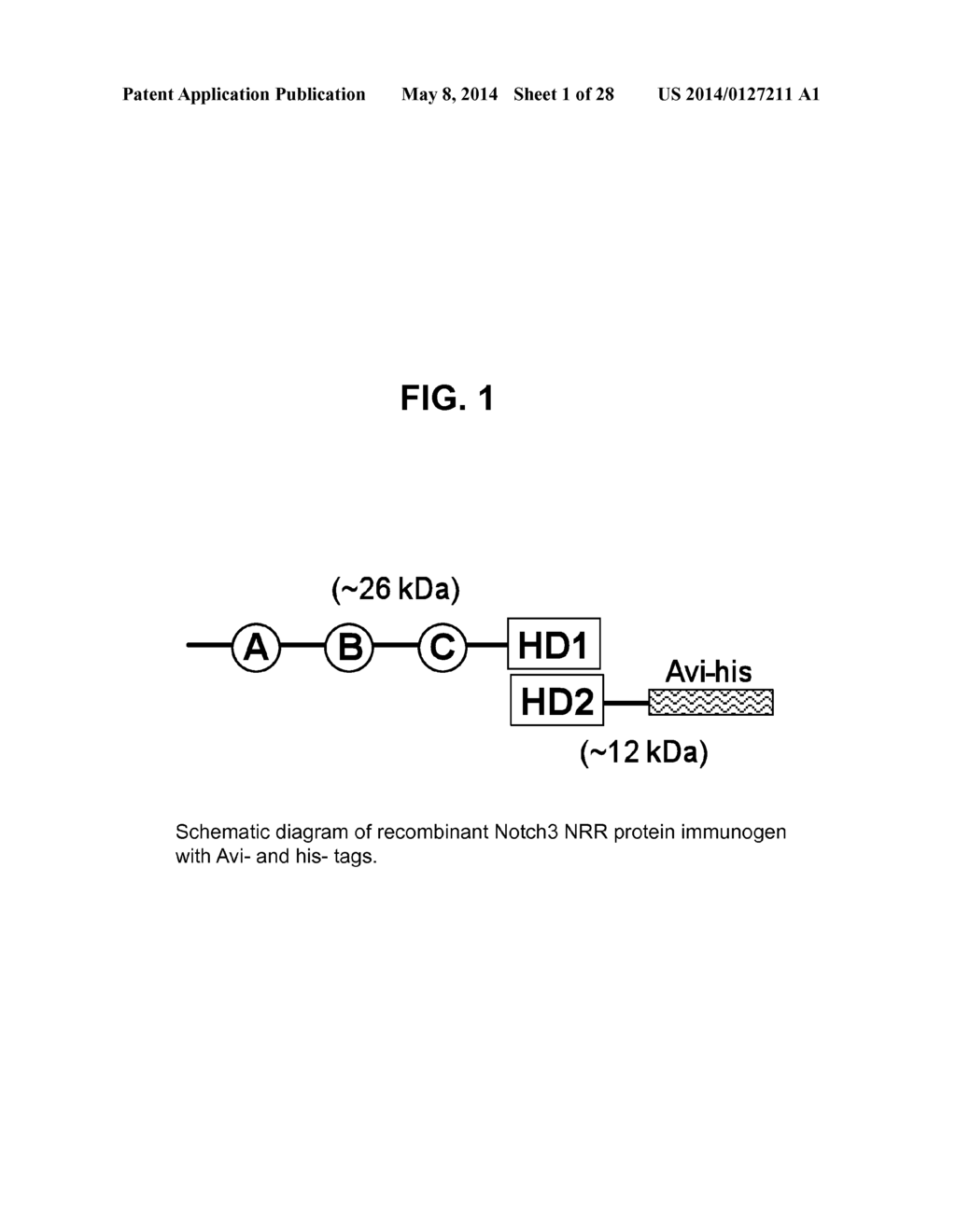 ANTI-NOTCH3 ANTIBODIES AND ANTIBODY-DRUG CONJUGATES - diagram, schematic, and image 02