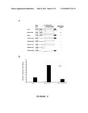 Agent for the Treatment of Hormone-Dependent Disorders and Uses Thereof diagram and image