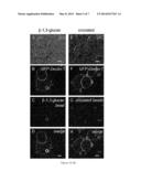 FUNGAL-DERIVED CARBOHYDRATE-CONJUGATED SCAFFOLD diagram and image