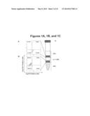 ENCAPSULATED CELLS FOR HORMONE REPLACEMENT THERAPY diagram and image