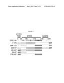 METHODS AND COMPOSITIONS FOR REDUCING SHIGA TOXIN INDUCED TOXICITY IN     MAMMALS diagram and image