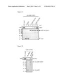 KIT FOR DIAGNOSING CARDIOMYOPATHY AND METHOD FOR PREDICTING CARDIOMYOPATHY diagram and image