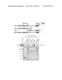 KIT FOR DIAGNOSING CARDIOMYOPATHY AND METHOD FOR PREDICTING CARDIOMYOPATHY diagram and image