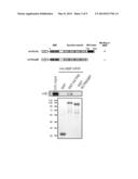 KIT FOR DIAGNOSING CARDIOMYOPATHY AND METHOD FOR PREDICTING CARDIOMYOPATHY diagram and image