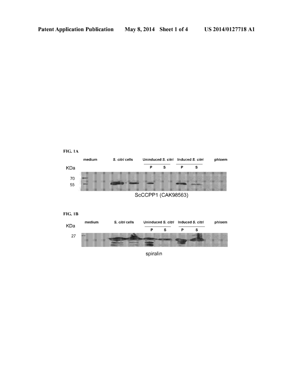 IDENTIFICATION OF SECRETED PROTEINS AS DETECTION MARKERS FOR CITRUS     DISEASE - diagram, schematic, and image 02