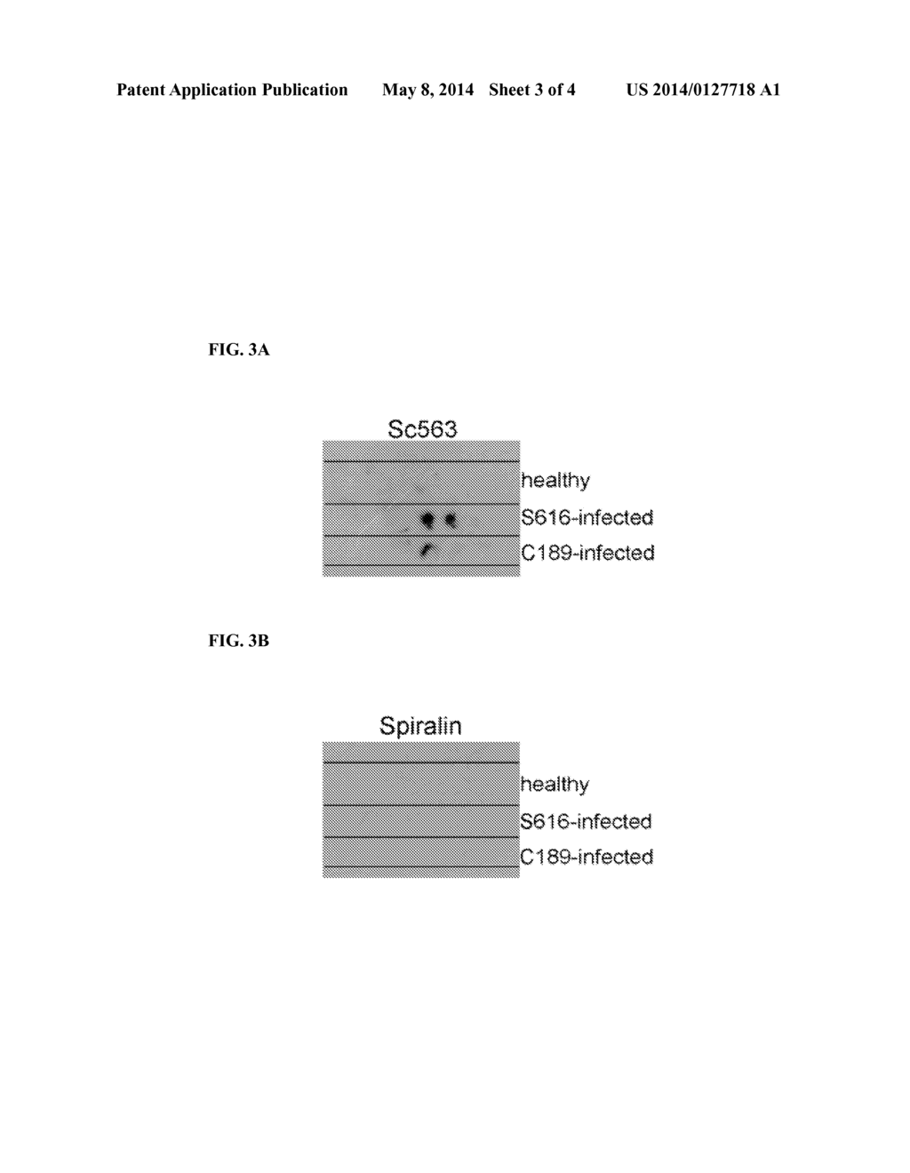 IDENTIFICATION OF SECRETED PROTEINS AS DETECTION MARKERS FOR CITRUS     DISEASE - diagram, schematic, and image 04