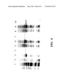 FAGOPYRITOL SYNTHASE GENES AND USES THEREOF diagram and image