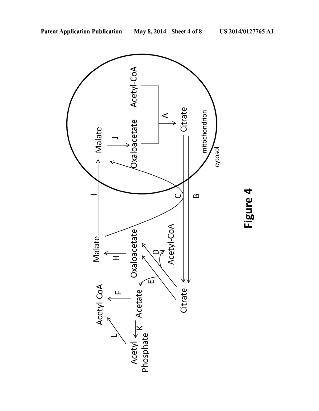 MICROORGANISMS AND METHODS FOR PRODUCTION OF SPECIFIC LENGTH FATTY     ALCOHOLS AND RELATED COMPOUNDS - diagram, schematic, and image 05